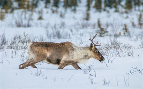 The Caribou's Journey: A Transnational Species that Knows No Borders